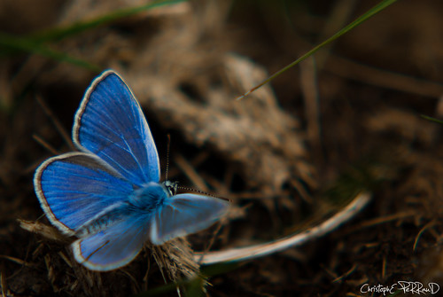 animaux macro papillons insectes saintphilbertdegrandlieu loireatlantique wildlife france
