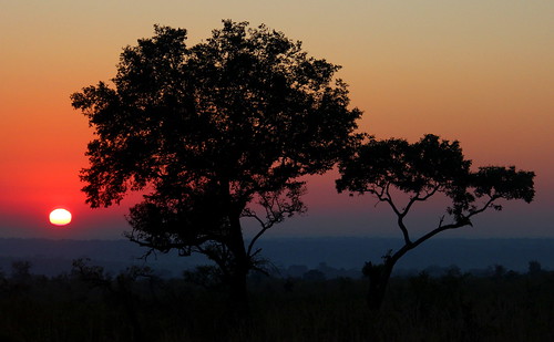 2016 africa tree sunrise morning savannah silhouette layers stunning beautiful outstanding unique kruger