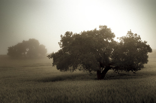 bw tree fog landscape los oak olivos