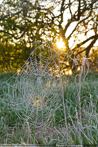 morning light sun cold macro green yellow closeup sunrise golden spider early illinois frost pentax bokeh web wadsworth kx lakecountyforestpreserve tamron1750mmf28 ethelswoods