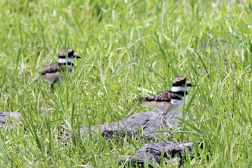 baby birds killdeer conference turnbull wos knuthansen