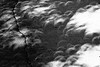 Photo：shadow of leaves under  an annular solar eclipse By yusho_oki