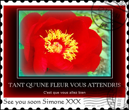 red flower garden peony frame stthomas osiris