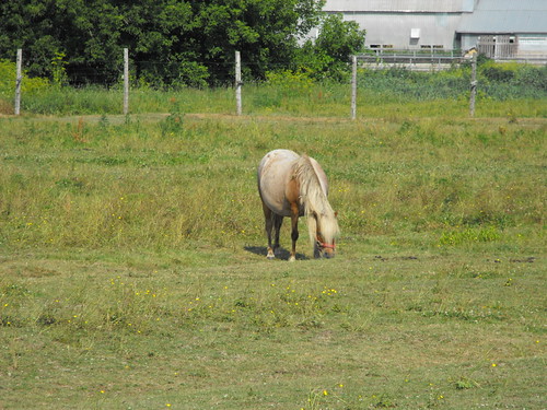 horse cheval quebec québec qc montérégie ormstown monteregie