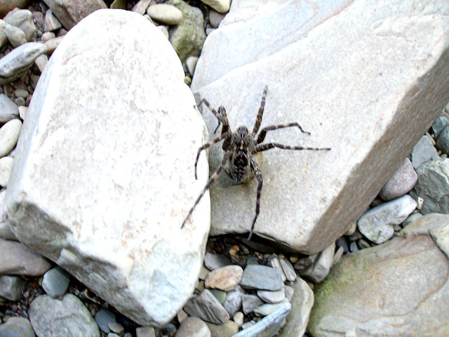 Scarbuck - Pregnant Wolf Spider | Flickr - Photo Sharing!