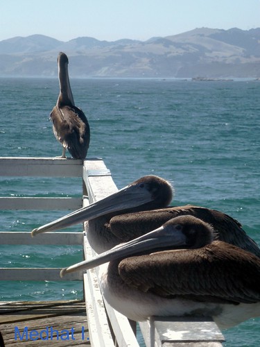 ocean pacific pelican medhathi coastalandwaterviewsbymi