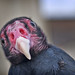 Jan Sundberg "Turkey Vulture"
