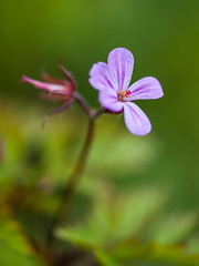 Wildflowers - Photo of Reffuveille
