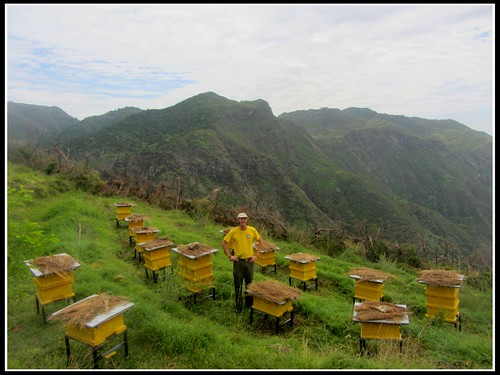 ethiopia beekeeping beehives apiary