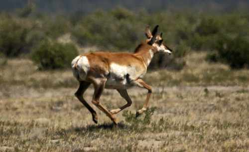 county lake wildlife run national co antelope refuge malheur on the harney a580