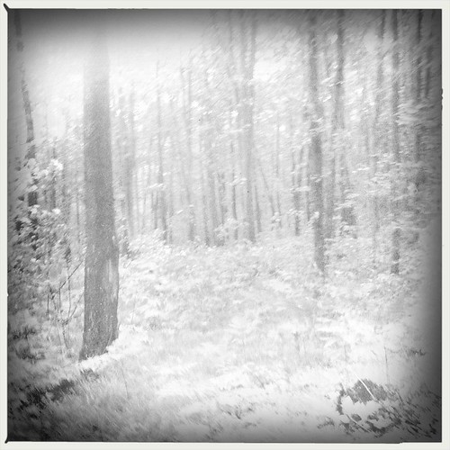 trees blackandwhite woods michigan upnorth westbranch