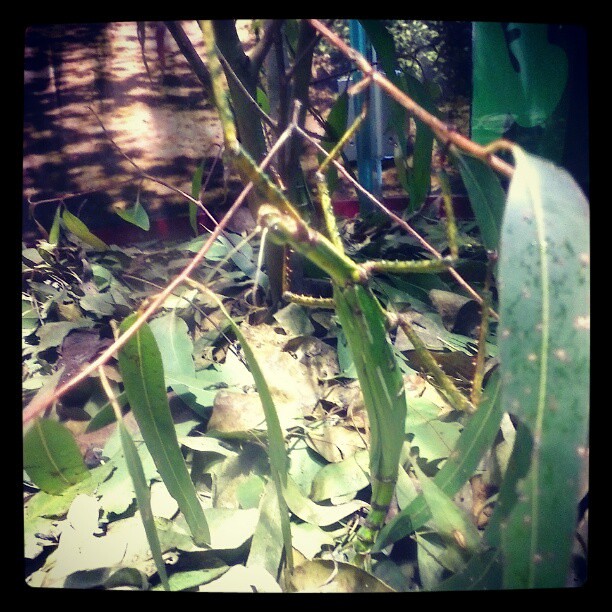 Can you spot the stick insect?