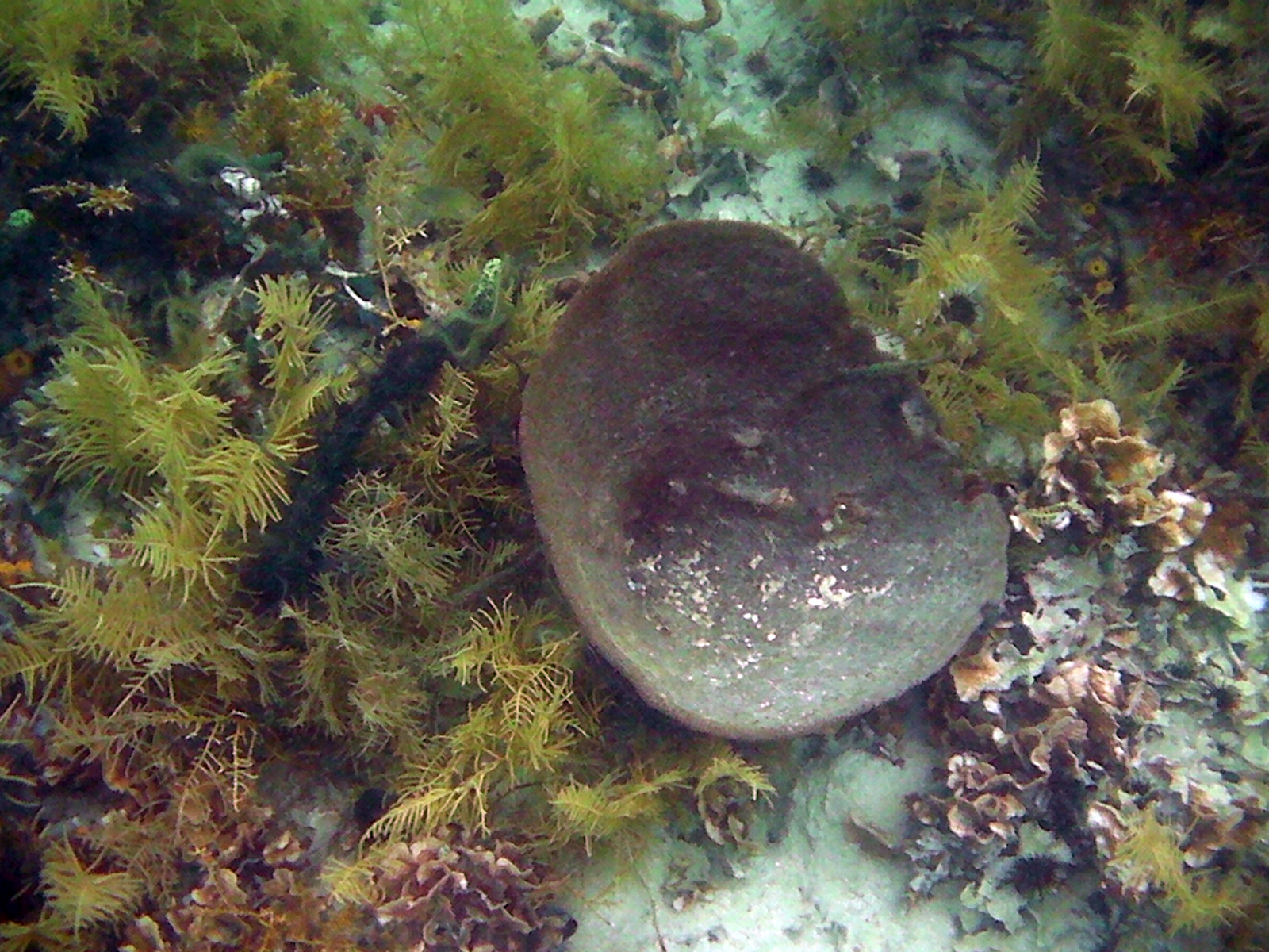 Coral Chimenea gigante