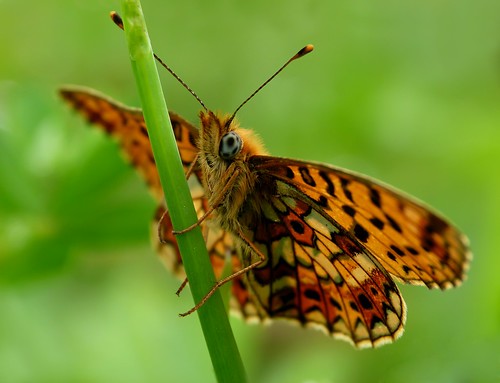mariposa bolboreta boloriaselene carmensollafotografía carmensollaimágenes