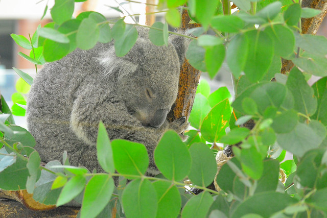 コアラ (Koala)