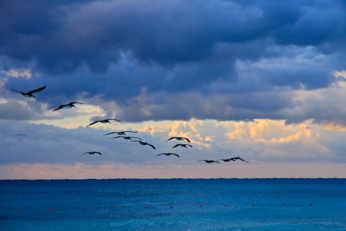 ocean blue cloud white colour pelicans nature water birds animal skyline clouds sunrise canon mexico wings turquoise horizon ngc 7d tropical sillouette 2011 rememberthatmomentlevel1 rememberthatmomentlevel2 rememberthatmomentlevel3 jpandersenimages iberostarmayanriviera
