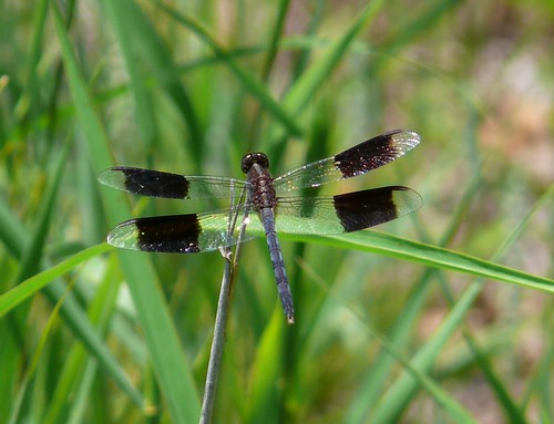 oklahoma dragonfly odonata libellulidae erythrodiplaxumbrata comanchecounty bandwingeddragonlet wichitamtns