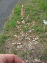 Holcus lanatus flowerhead3