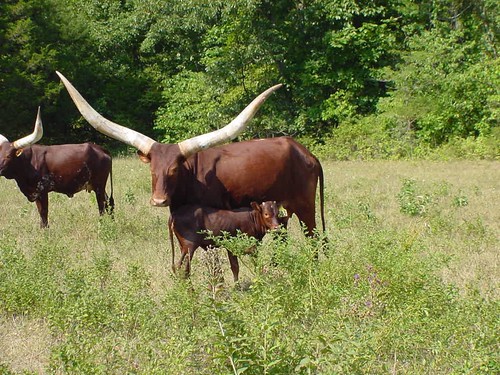 horns watusi ankole