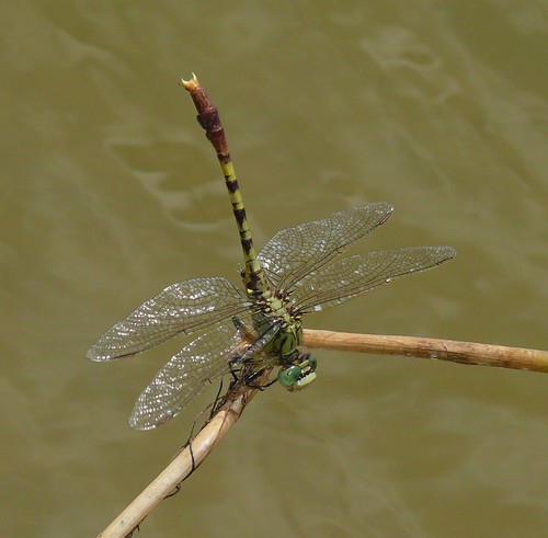 insect texas dragonfly odonata claycounty gomphidae jadeclubtail arigomphussubmedianus