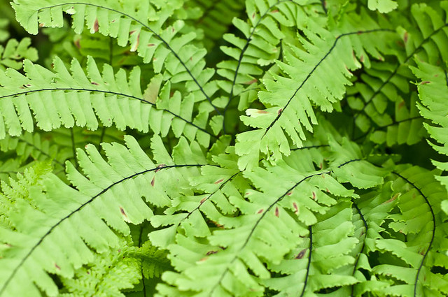 Maidenhair Fern (Adiantum pedatum)