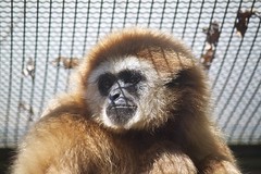 Gibbon portrait