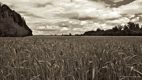 blackandwhite sepia landscape wheatfield