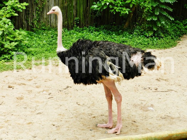Jurong Bird Park 07