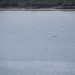 Dolphins - Port Augusta, South
Australia