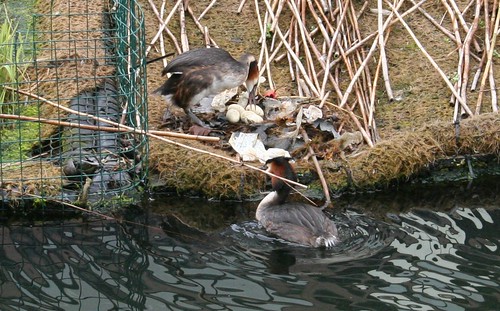Birds nesting at Canary Wharf