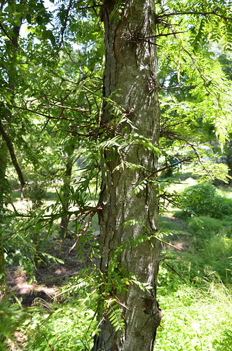 park tree parks missouri thorns thorn webstercounty marshfieldmo marshfieldmissouri treses hiddenwatersnaturepark