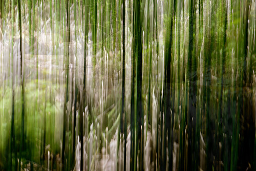 light nature creek woods curtain running multipleimages intentionalcameramovement horsetailreeds karenandmc movementintentioncameramovement