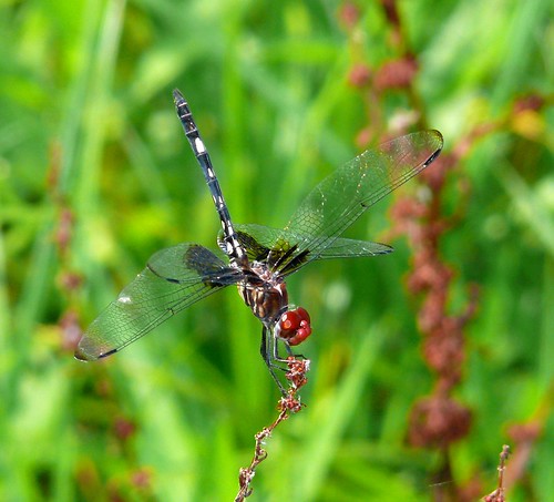 insect texas dragonfly odonata libellulidae claycounty checkeredsetwing dythemisfugax