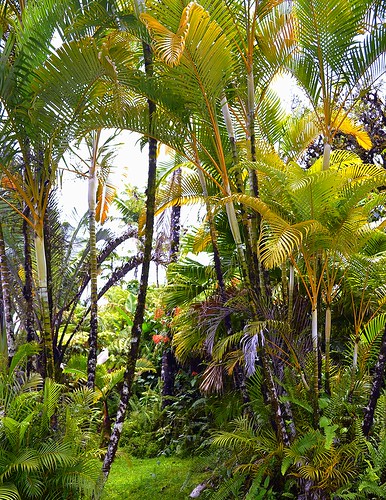 hawaii pahoa puna leilaniestates tropicalgardenslandscaping