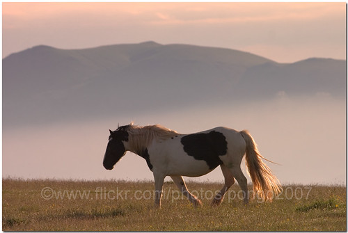 italy horse mountain sunrise caballo cheval europe cavallo cavalo pferd equus paard ceffyl yearofthehorse pongo2007