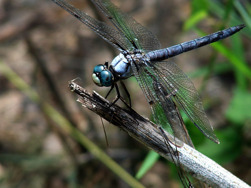 blue green nature grass eyes pretty dragonfly