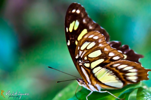 canon mexico colores mariposa hermosa 50d