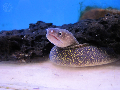 grumpy eel