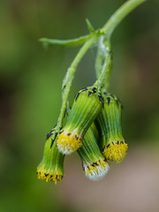 Prickly Sow Thistle
