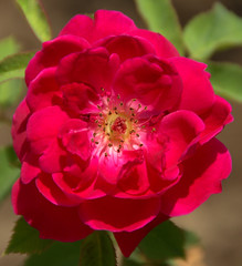 Red Rose DSC_4974