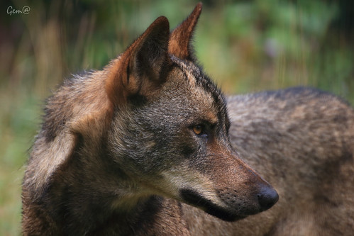 lobo wolf loboiberico canon 70d animal belleza beauty