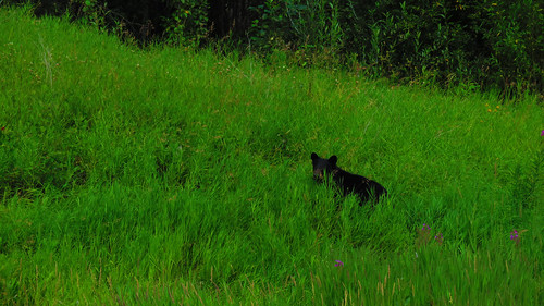 blackbear bear wildanimal wildlife britishcolumbia northernbc bc tallgreengrass verdant green vividcolors hiding hidden northamerica artistic art nature canonsx720hs