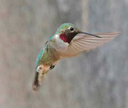 2016 apodiformes archilochus archilochuscolubris nm northroosevelttrap rooseveltco rubythroatedhummingbird trochilidae bird hummingbird
