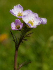 Wildflower - Photo of La Dorée