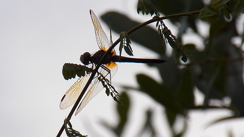 morning sky silhouette hospital bug insect early fly wings dragon florida kodak dragonfly bokeh april fl transparent palmbay z990