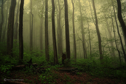 trees light green nature fog forest landscape early woods magic magical blueridgeparkway jaegemt1 mariajaegerphotography
