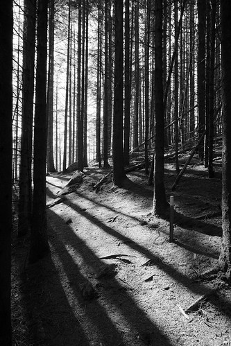 trees light nature norway contrast forest landscape photography norge woods foto shadows sony norwegen richard alpha slt rogaland a77 egersund dalane larssen richardlarssen