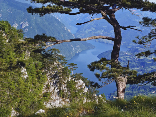 blue mountain lake tree nature river landscape scenery europe tara serbia canyon srbija drina banjskastena