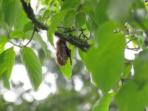 Red Bat in dogwood tree