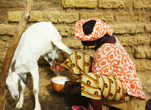 A woman milks one of her goats in Ségou District, Mali
